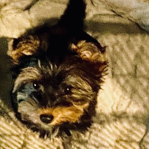 Chiot yorkshire amour à adopter #0