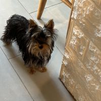 Chiot yorkshire amour à adopter #1