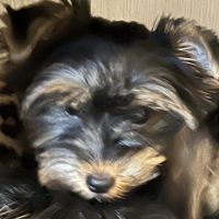 Chiot yorkshire amour à adopter #3