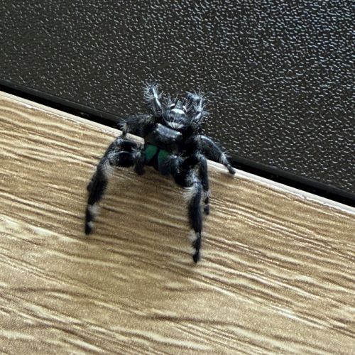 Phiduppus regius #3