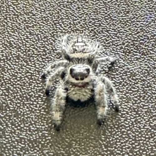 Phiduppus regius #4