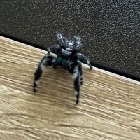 Phiduppus regius #3