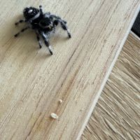 Phiduppus regius #6