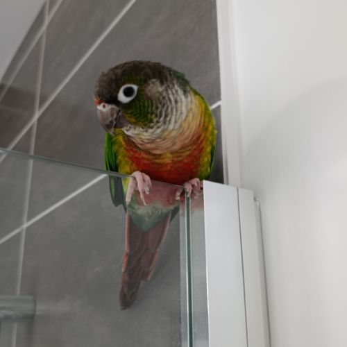 Donne conure eam