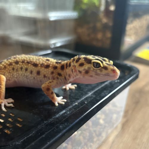 Gecko léopard #0