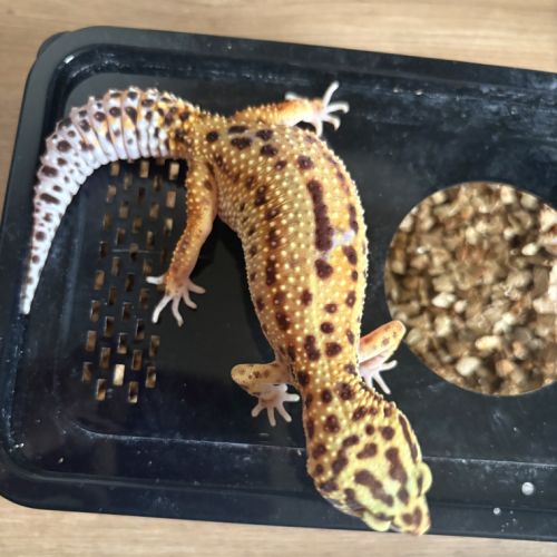Gecko léopard #3