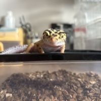 Gecko léopard #2