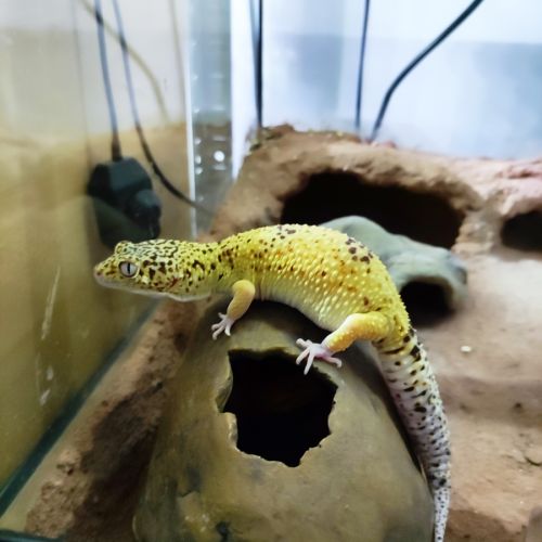 Gecko léopard et rack d'elevage #1