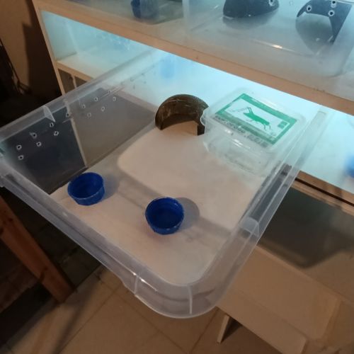 Gecko léopard et rack d'elevage #2