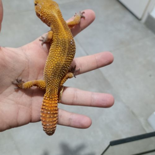 Gecko léopard et rack d'elevage #5