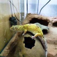 Gecko léopard et rack d'elevage #1