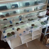 Gecko léopard et rack d'elevage