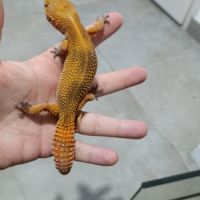 Gecko léopard et rack d'elevage #5