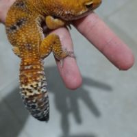 Gecko léopard et rack d'elevage #5