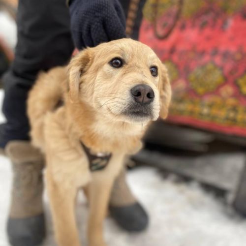 Leo se trouve dans un refuge en ukraine #2