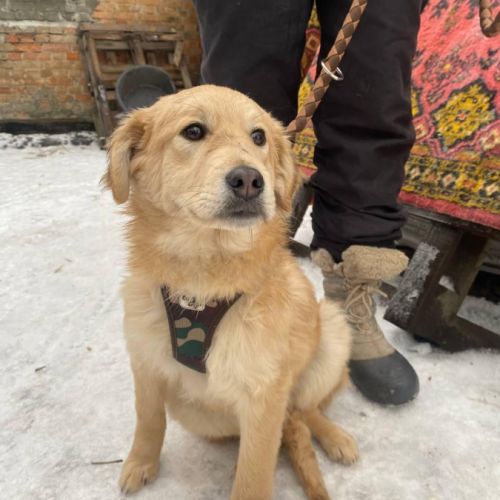 Leo se trouve dans un refuge en ukraine #3