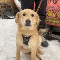 Leo se trouve dans un refuge en ukraine #0