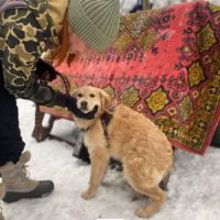 Leo se trouve dans un refuge en ukraine #4