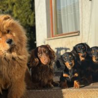 Teckel nain poil long pédigrée fci