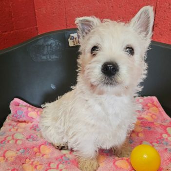 Magnifique chiot westie mâle non lof #1