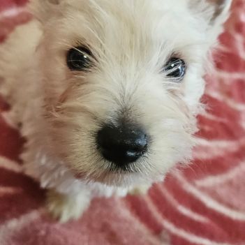 Magnifique chiot westie mâle non lof #4