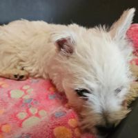 Magnifique chiot westie mâle non lof #2