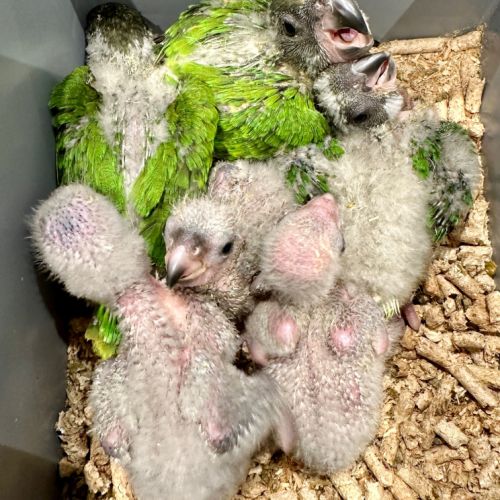 Youyou du sénégal élevés à la main à réserver #2