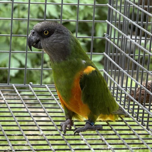 Youyou du sénégal élevés à la main à réserver #4