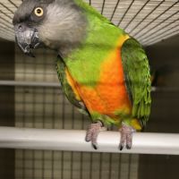 Youyou du sénégal élevés à la main à réserver #1