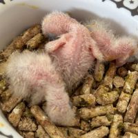 Youyou du sénégal élevés à la main à réserver