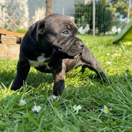 Staffordshire bull terrier ( staffie)