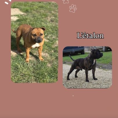 Staffordshire bull terrier ( staffie) #3