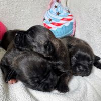 Staffordshire bull terrier ( staffie)