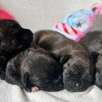 Staffordshire bull terrier ( staffie) #2