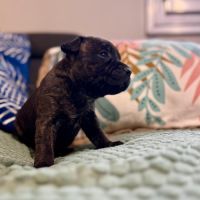 Staffordshire bull terrier ( staffie)