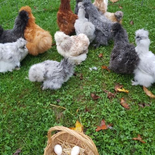 Oeuf fécondé, poussin, poule, coq soie . #1