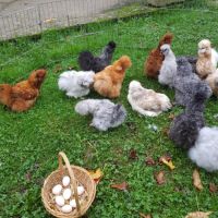 Oeuf fécondé, poussin, poule, coq soie .