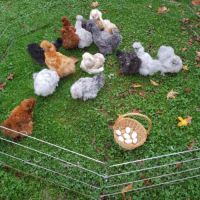 Oeuf fécondé, poussin, poule, coq soie . #3