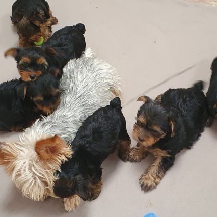 Magnifiques chiots yorkshire toy non lof #1