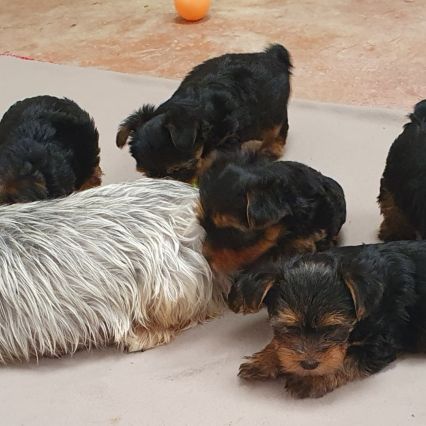 Magnifiques chiots yorkshire toy non lof