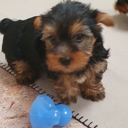 Magnifiques chiots yorkshire toy non lof #3