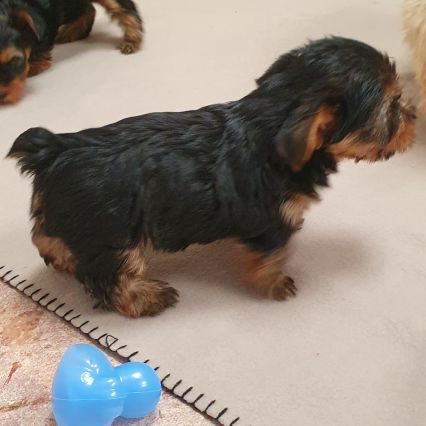 Magnifiques chiots yorkshire toy non lof #4