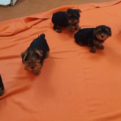 Magnifiques chiots yorkshire toy non lof #5