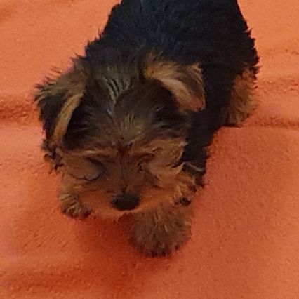 Magnifiques chiots yorkshire toy non lof #7