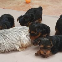 Magnifiques chiots yorkshire toy non lof