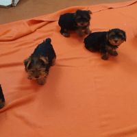 Magnifiques chiots yorkshire toy non lof #5