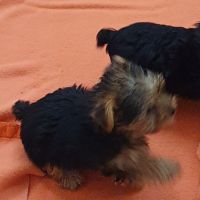 Magnifiques chiots yorkshire toy non lof #6