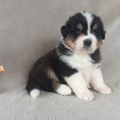 Chiots berger australien lof #2