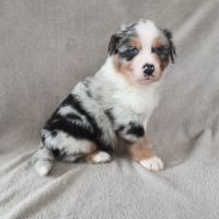 Chiots berger australien lof