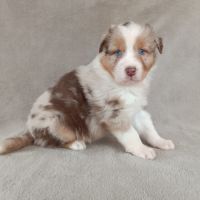 Chiots berger australien lof #3